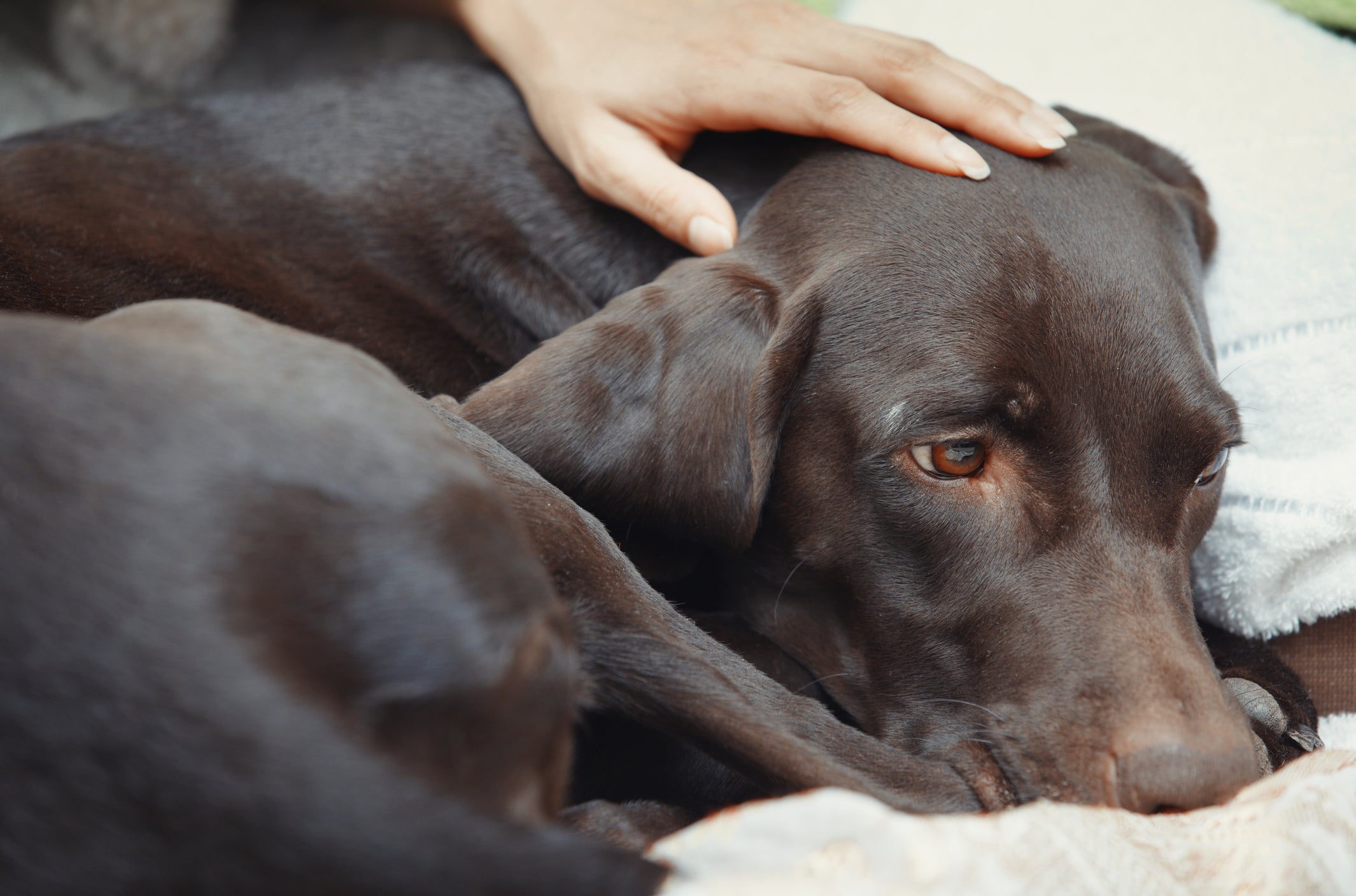 Cachorro de cor escura deitado parecendo doente, sendo consolado pela tutora