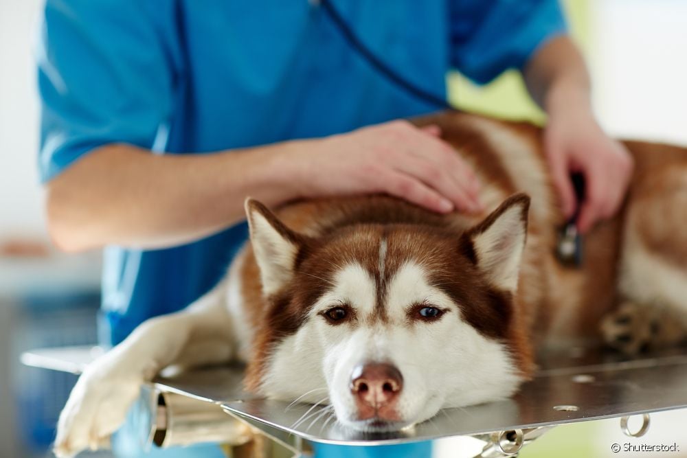 Cachorro engasgado sendo avaliado por veterinário