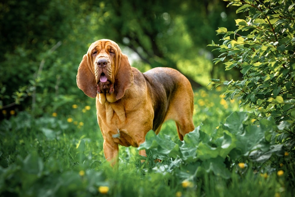 Bloodhound entre matos verdes