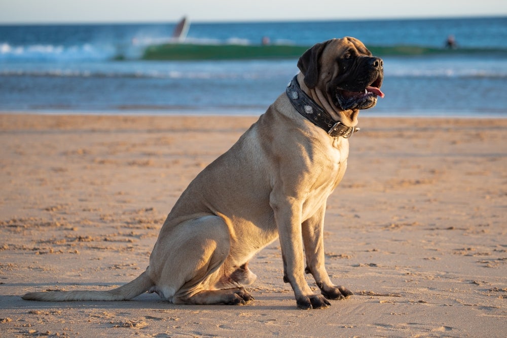 Cachorro Mastiff Inglês na praia