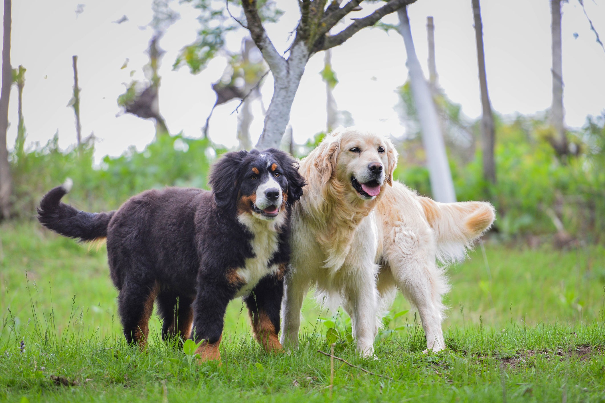 Dois cachorros se divertindo juntos em floresta