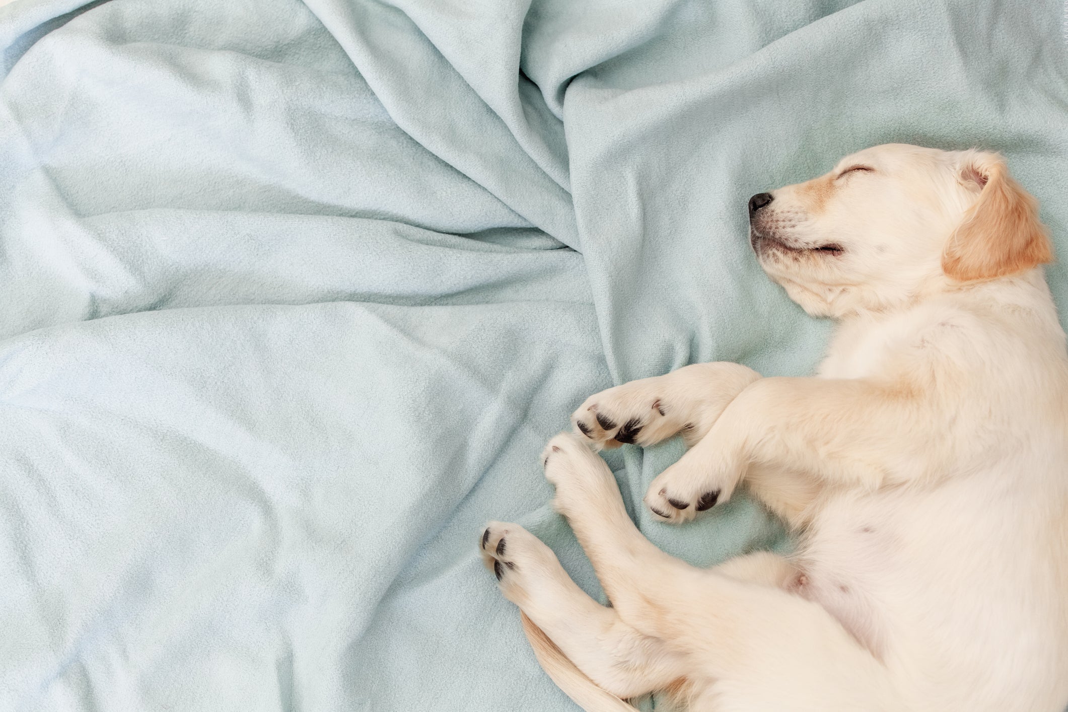 Cachorro filhote amarelado dormindo em cima de lençol azul