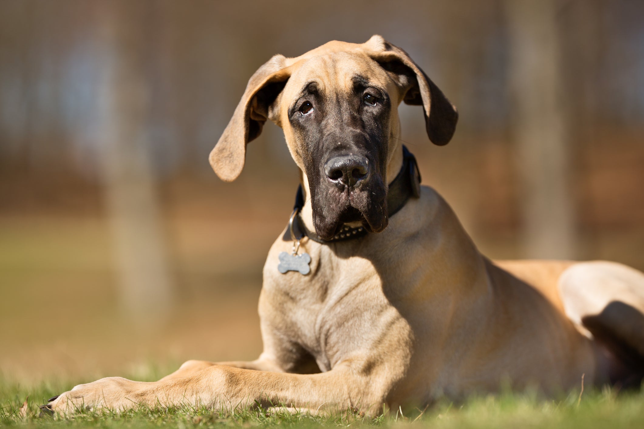 Cão Dogue Alemão em destaque em dia ensolarado