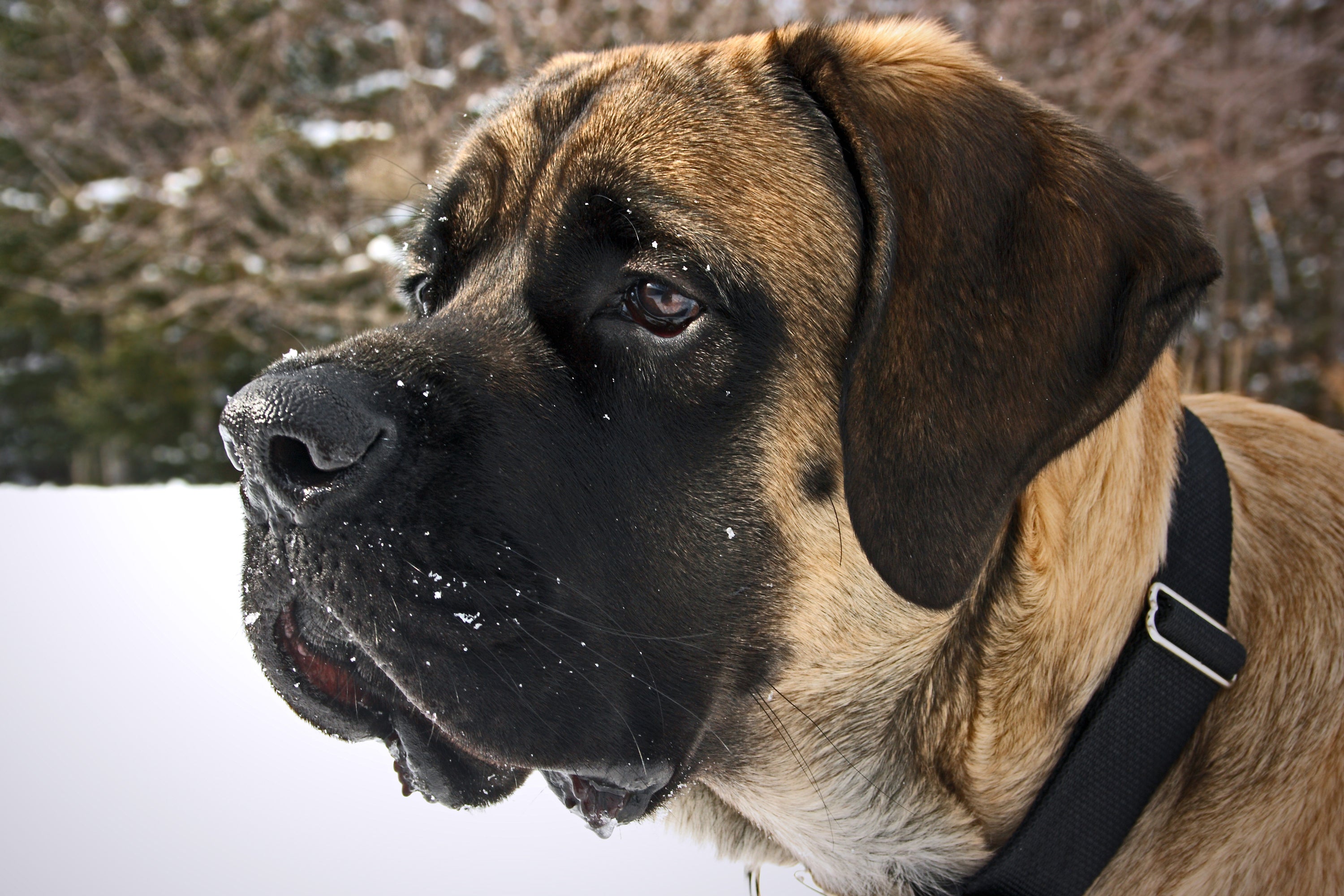 Cão Mastim Inglês de perfil na neve