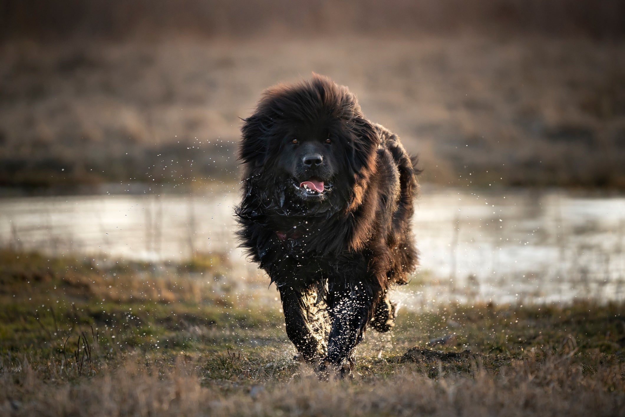 Cão da raça Terra Nova andando em grama e água