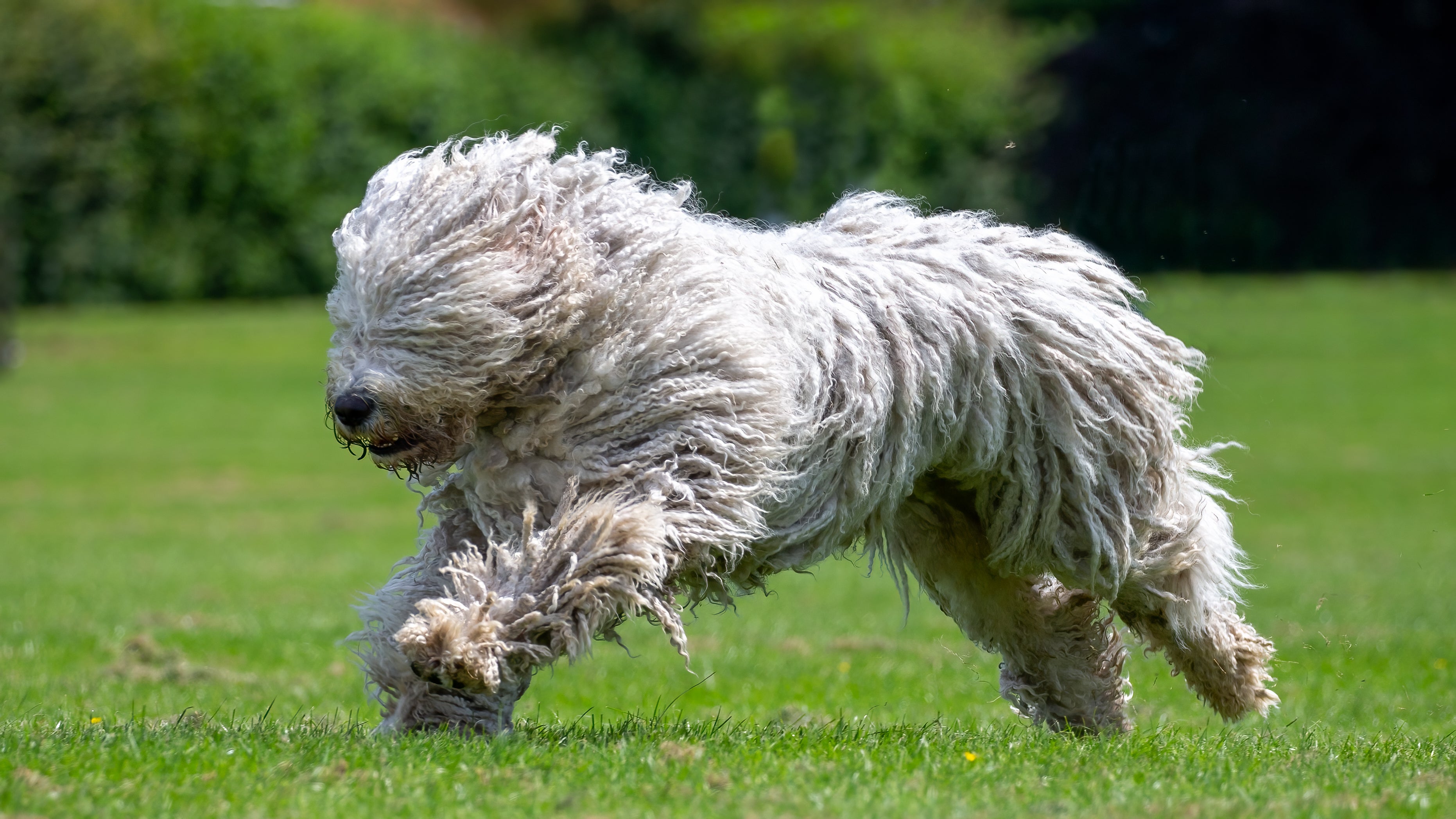 Cão Komondor correndo em gramado