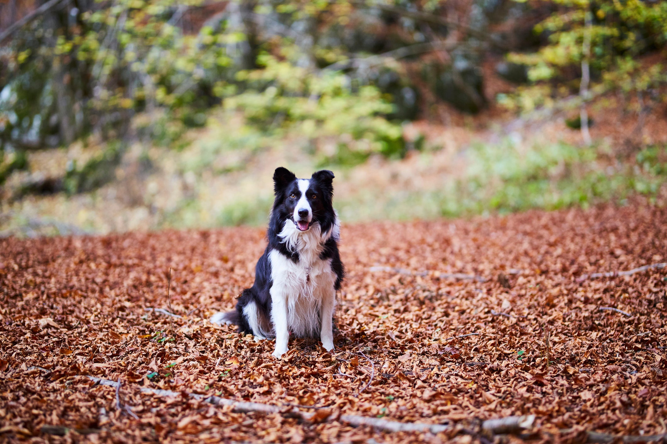 Cão Border Collie sentado em chão cheio de folhas no outono