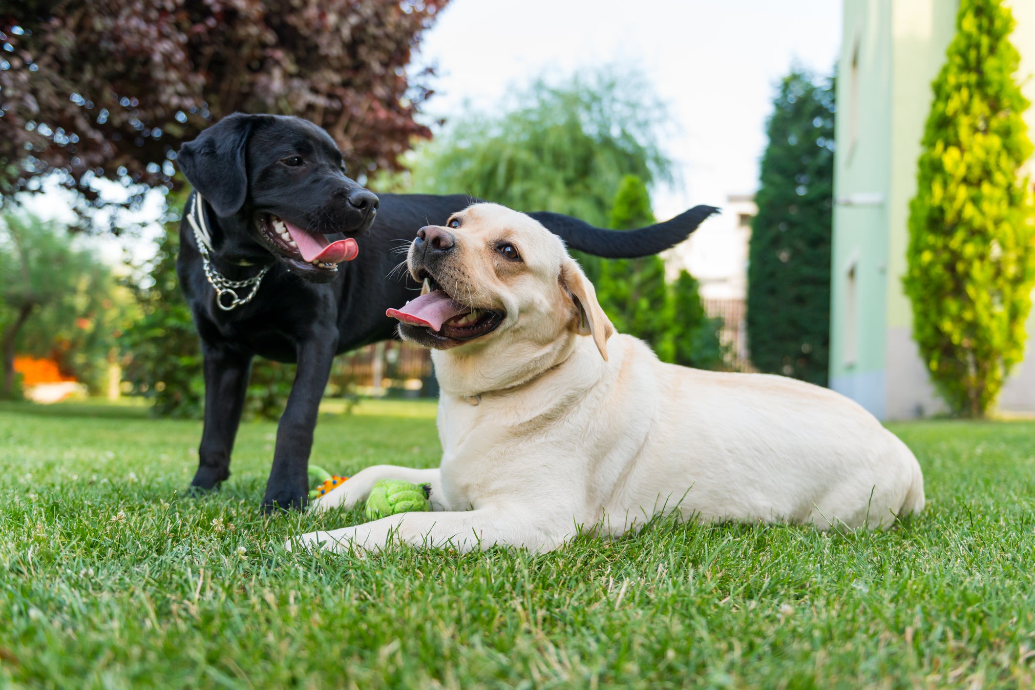 Dois cães da raça Labrador, um preto e outro branco, sorrindo juntos em parque