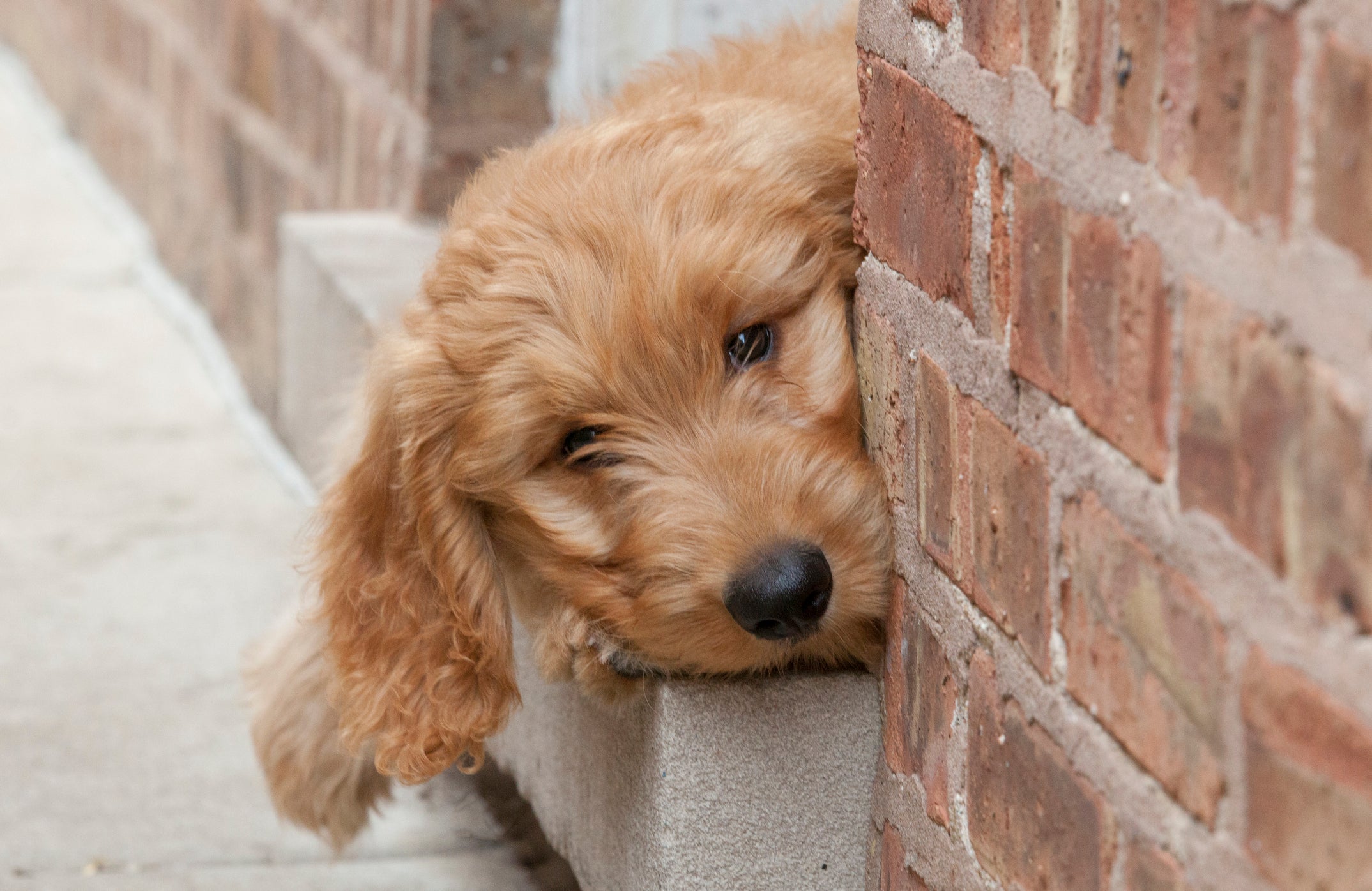 Cachorro dourado com o focinho encostado em parede de tijolos