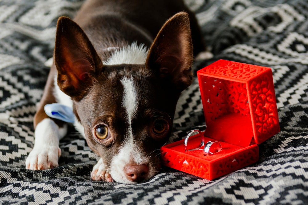 cachorro levando aliança: cão do lado de caixa com duas alianças