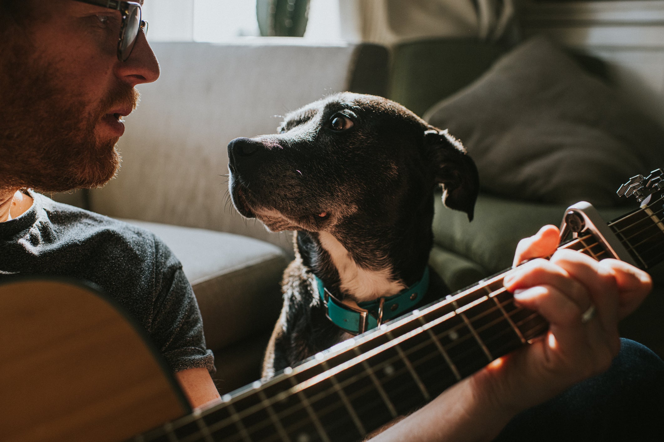 Cachorro ao lado de tutor olhando para ele enquanto toca violão