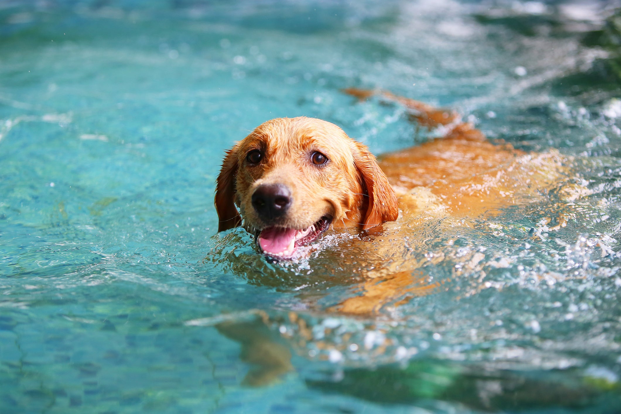 Cachorro nadando feliz na água