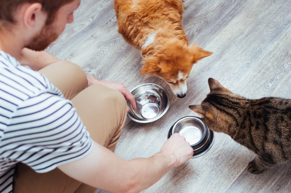 cachorro pega dengue: tutor servindo potes de água para cão e gato