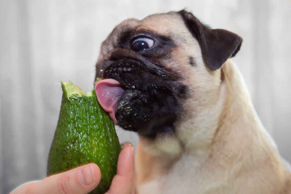 cachorro pode comer abacate: pug lambendo a casca de abacate