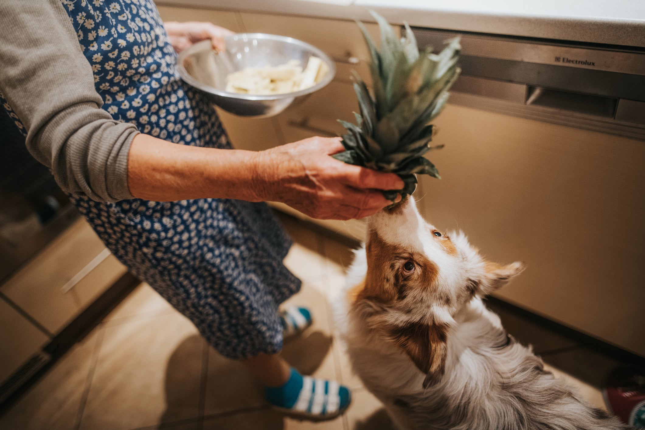 Cachorro cheirando abacaxi na mão de tutora