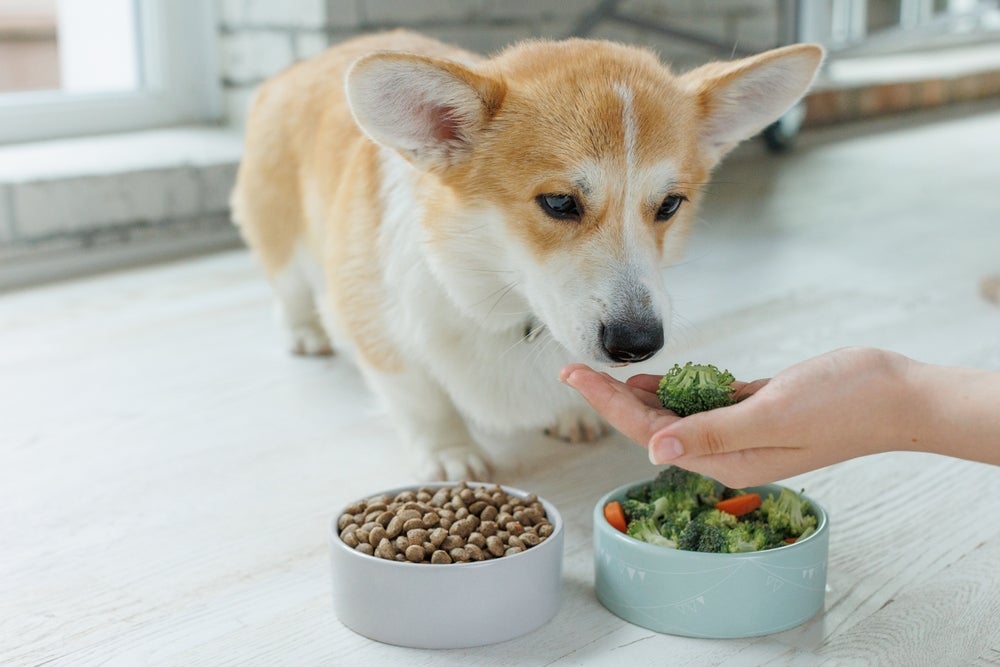 Cachorro cheirando mão da tutora com brócolis