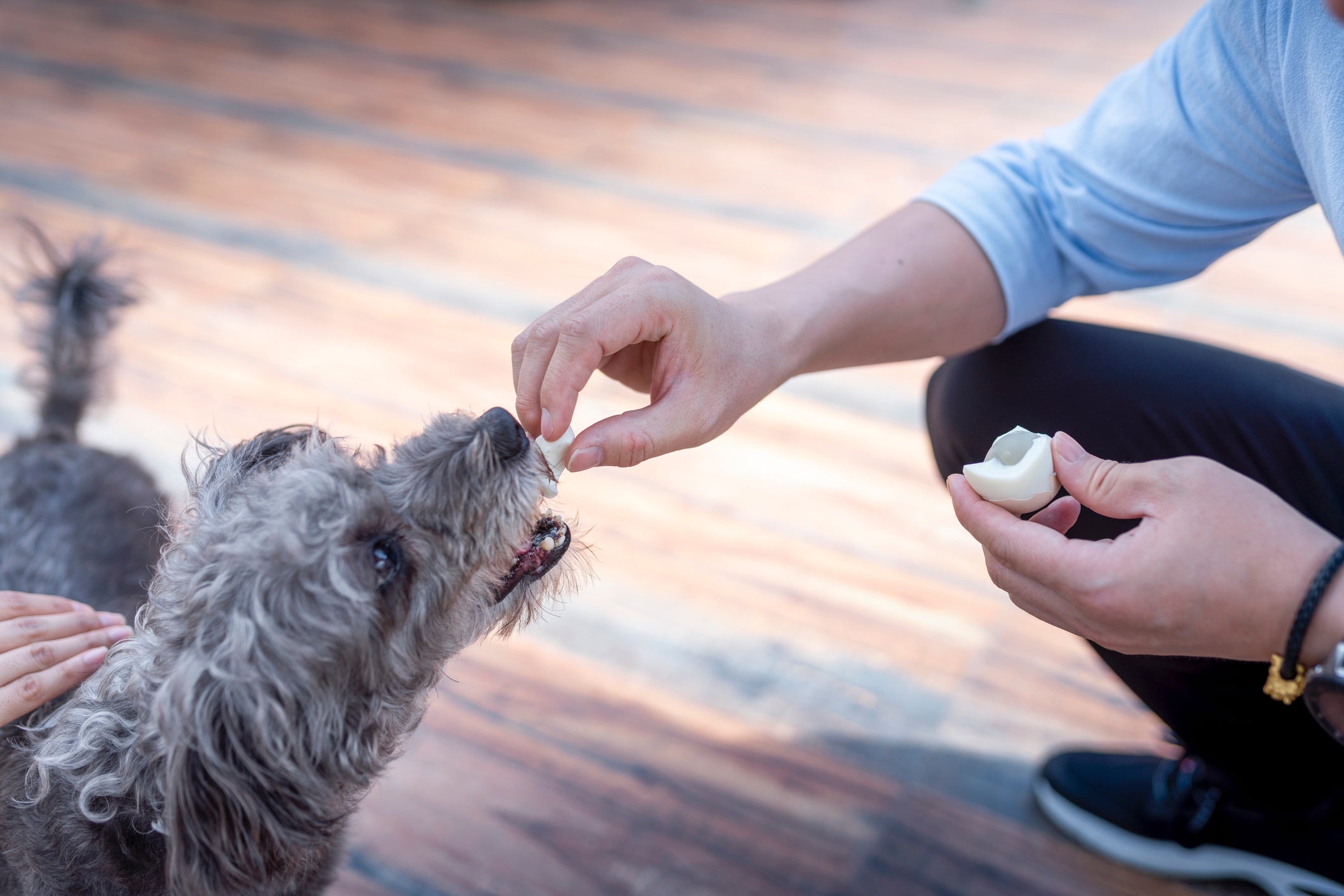 Tutor dando ovo para cãozinho