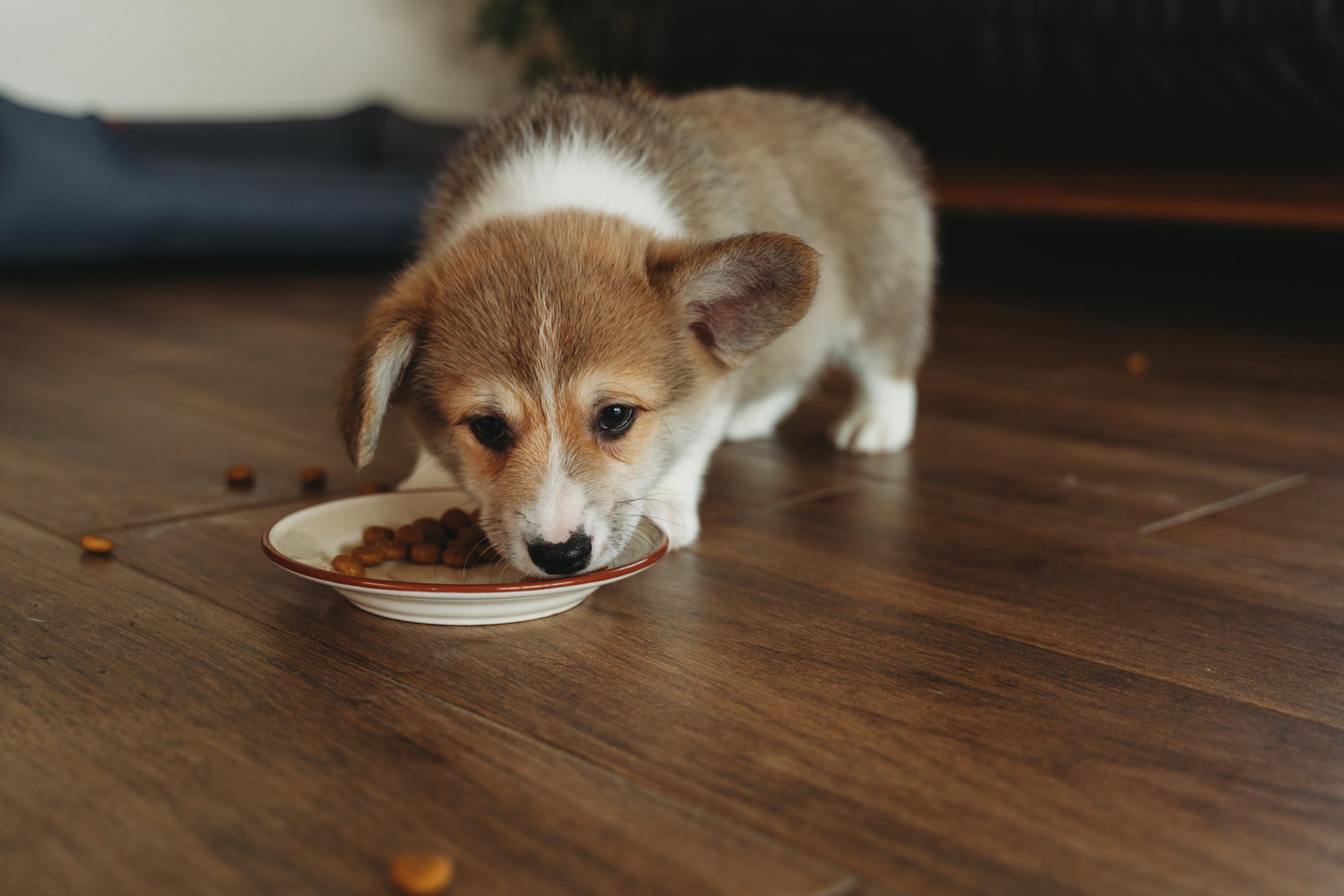 Cachorro pequeno comendo ração dentro de casa em pote prateado