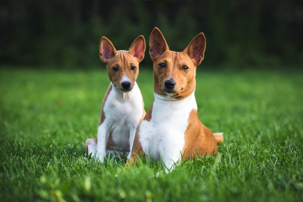cachorro basenji adulto e filhote de basenji lado a lado sentados no gramado