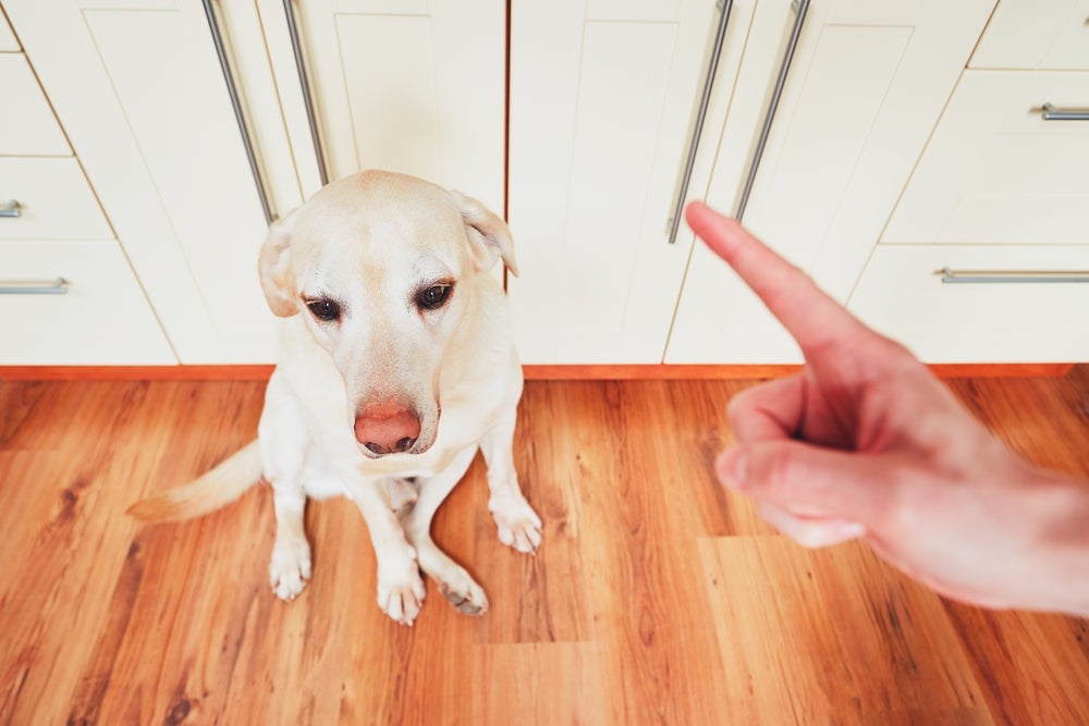 cachorro golden sendo chamado atenção