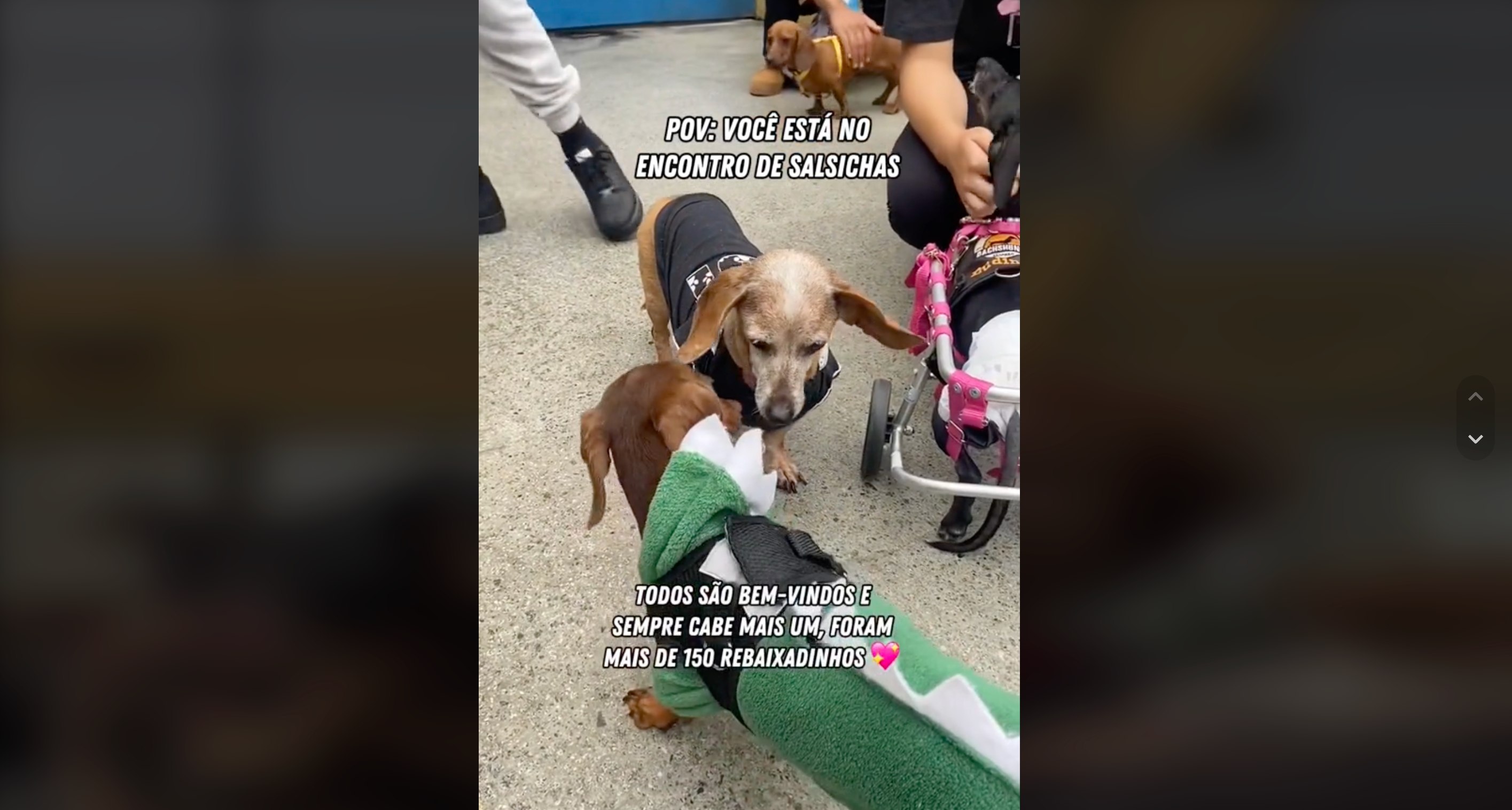 encontro de cachorro salsicha da raça Dachshund