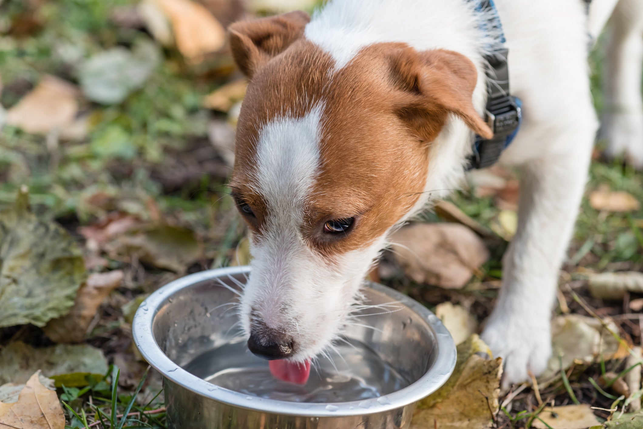 Cãozinho bebendo água em pote prateado