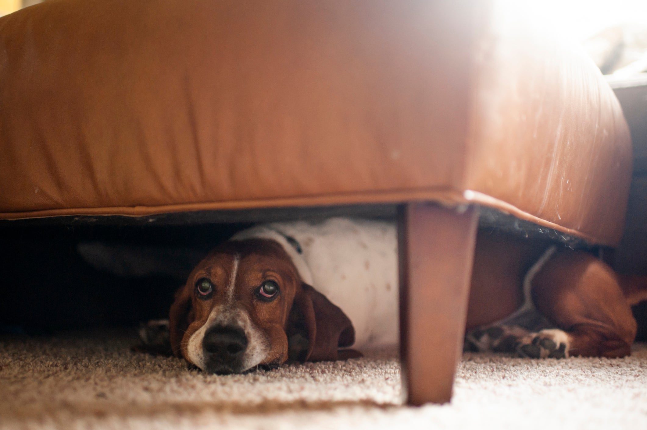 Cachorro escondido embaixo de poltrona