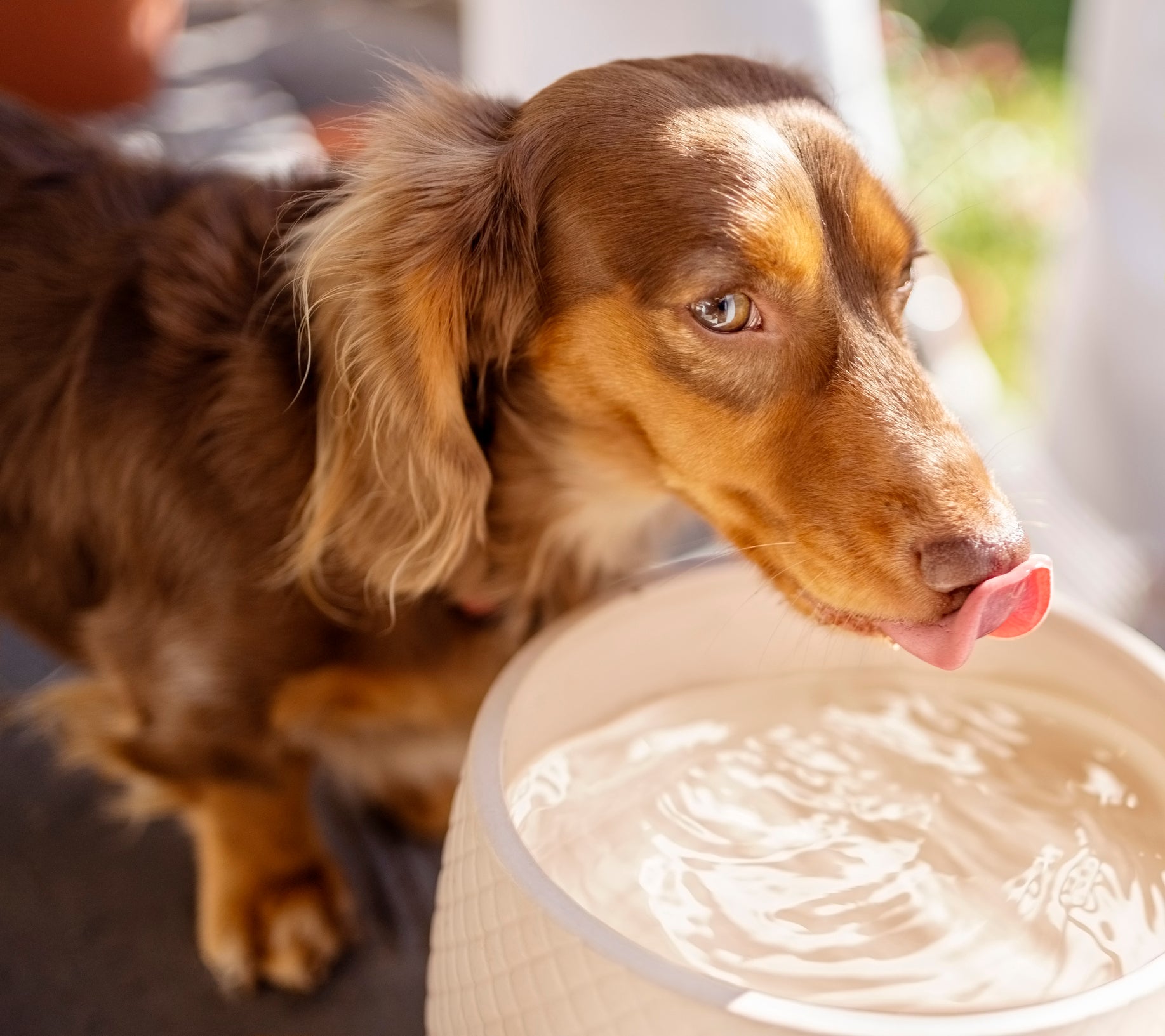 Cachorro marrom ensolarado com língua para fora bebendo água em pote branco