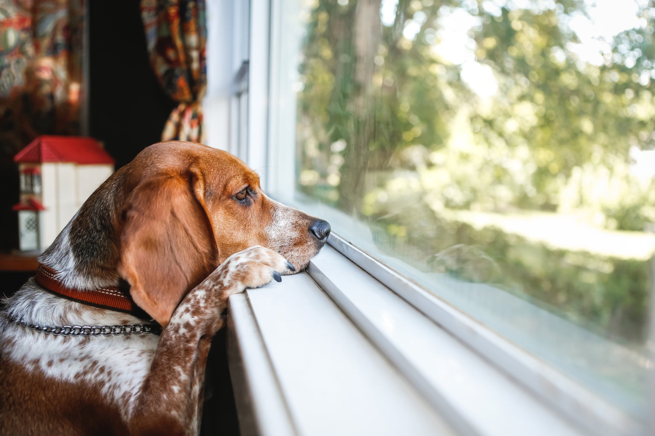 Cachorro com semblante triste olhado para o lado de fora da casa pela janela