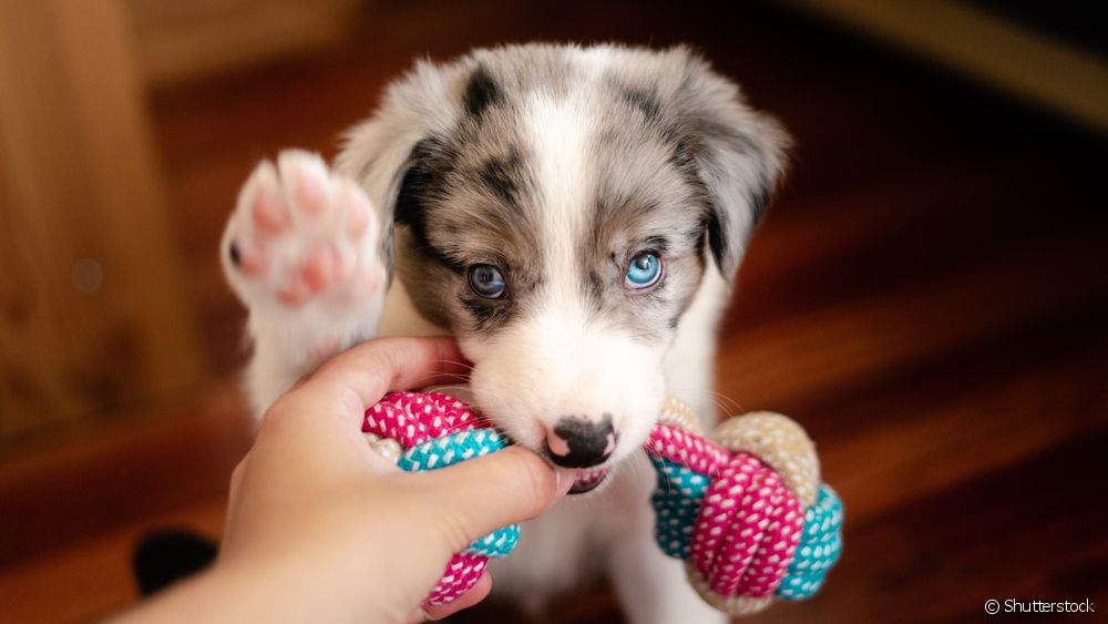 Cachorro brincando com mordedor