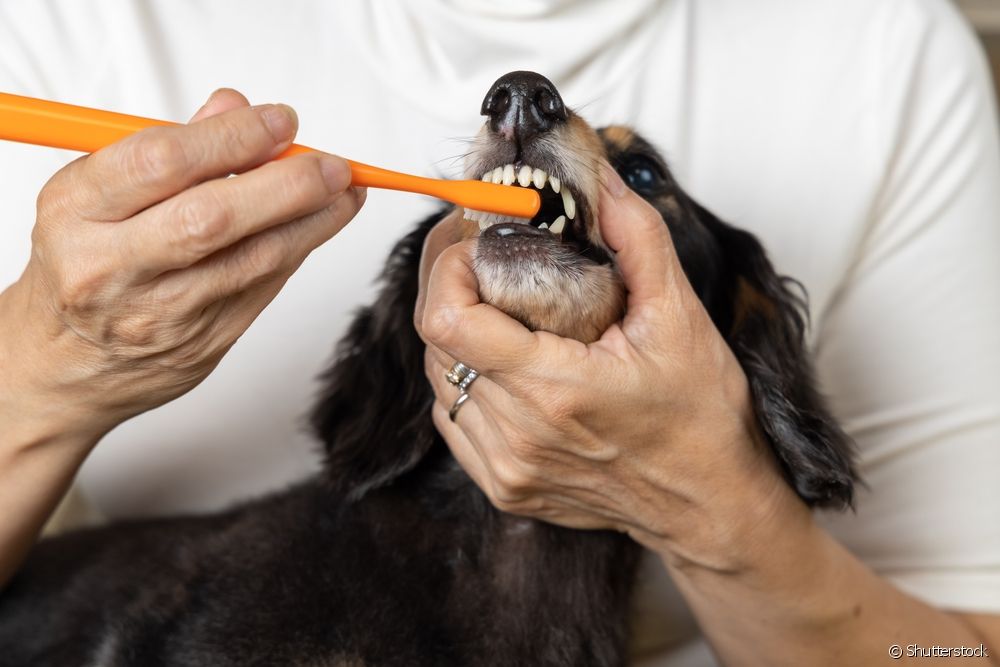 Cachorro escovando os dentes