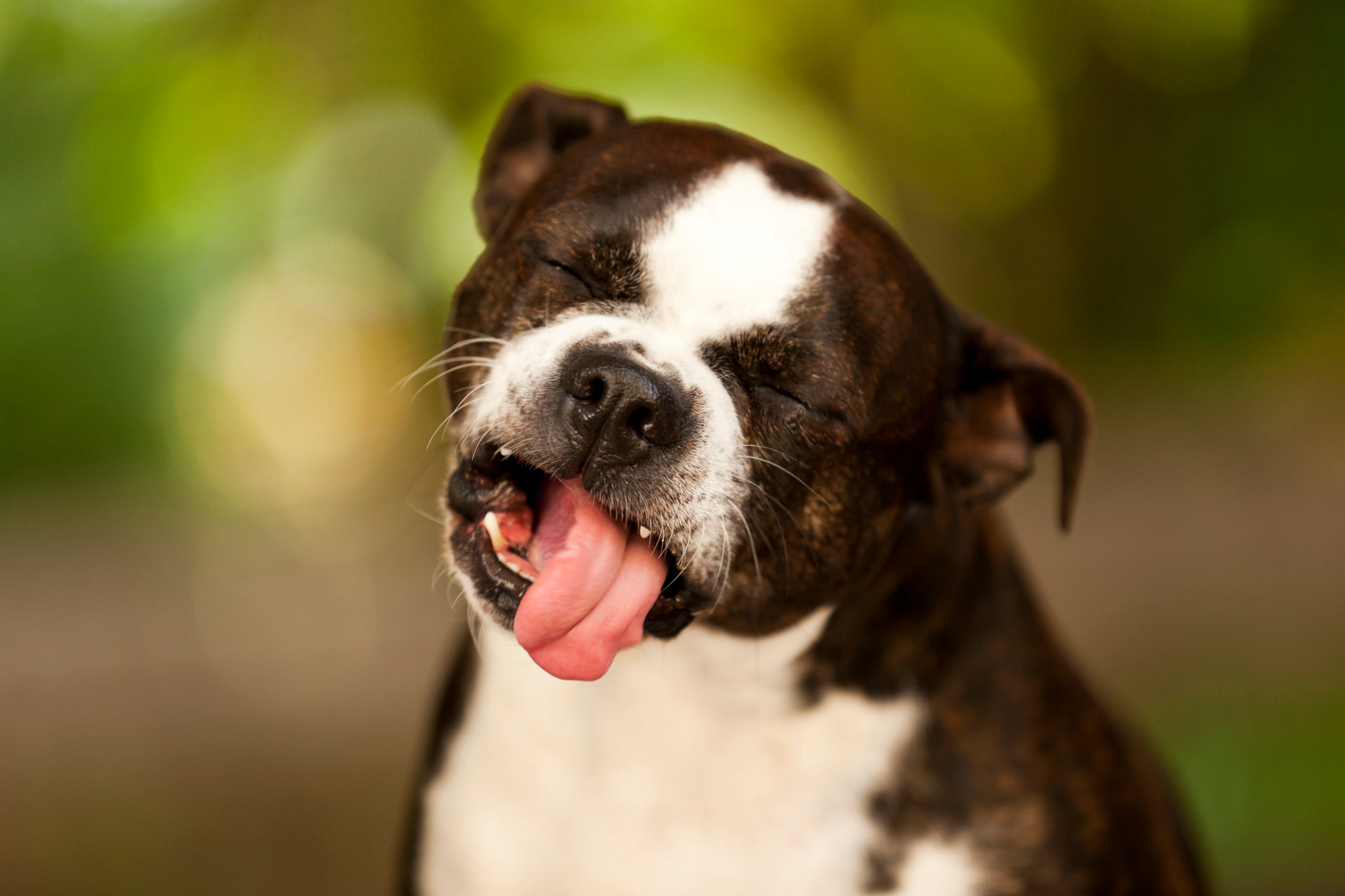 Cachorro fazendo careta com a língua para fora