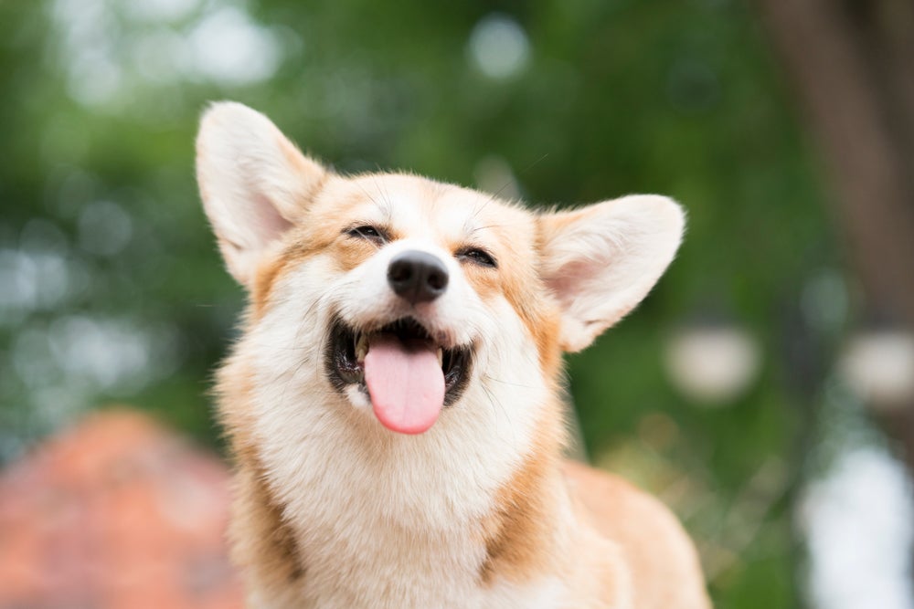 cachorro feliz com língua de fora