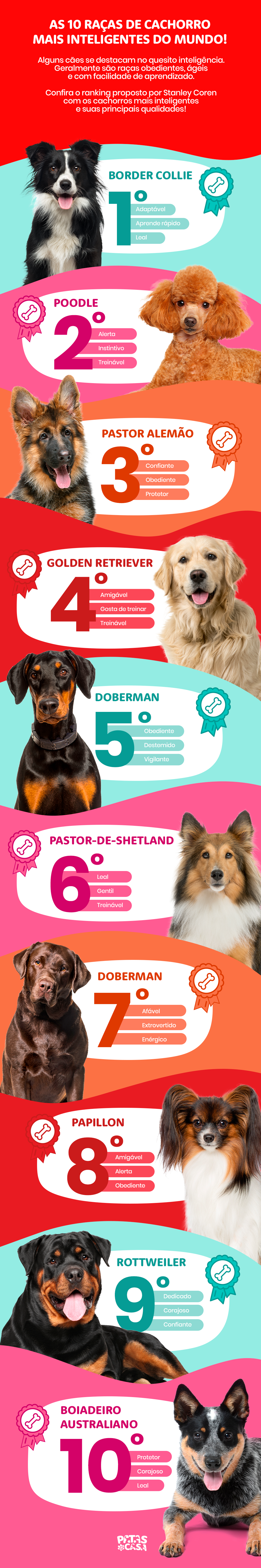 infográfico sobre raças de cachorro mais inteligentes do mundo