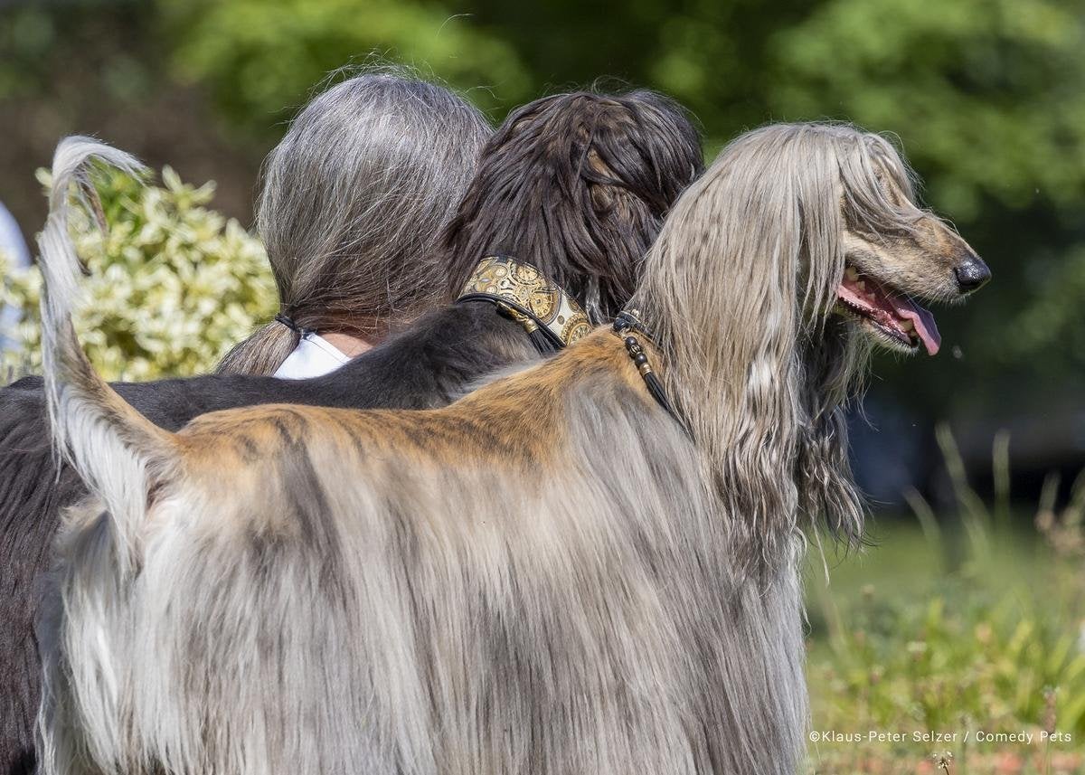 cachorro que parece gente