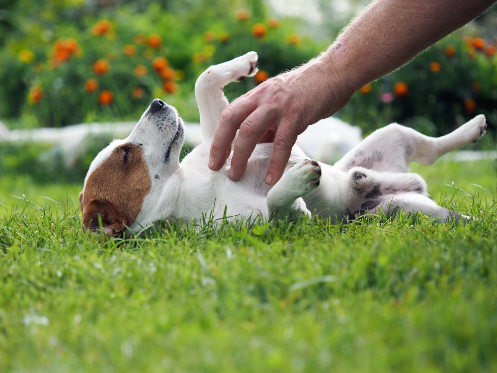 cachorros sente cócegas: pessoa fazendo cócegas no cão