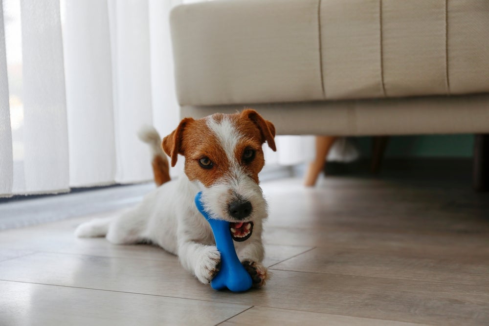 Cachorro com brinquedo mordedor mostrando como são cachorros independentes