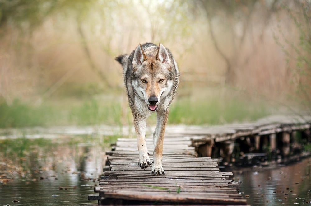 cão-lobo caminhando em cima de ponte de madeira