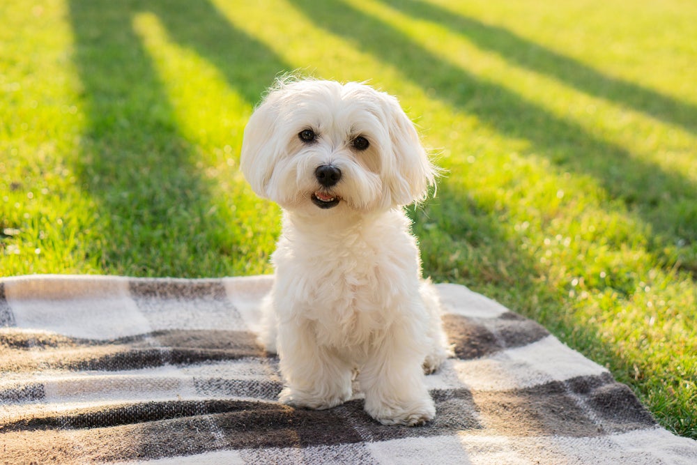 Cachorro Maltês em cima de toalha quadriculada no parque