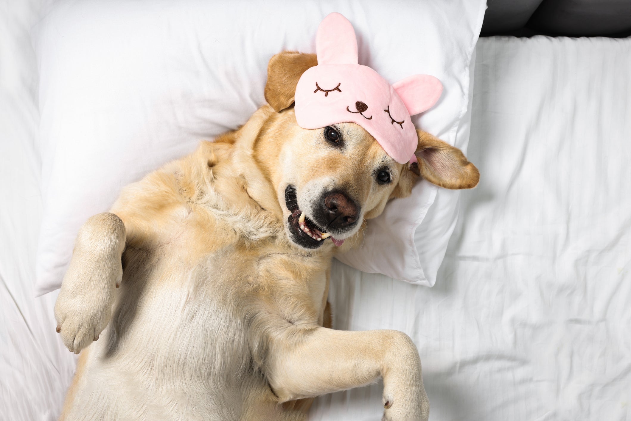Cachorro amarelo deitado em cama com máscara de dormir rosa em cima da cabeça