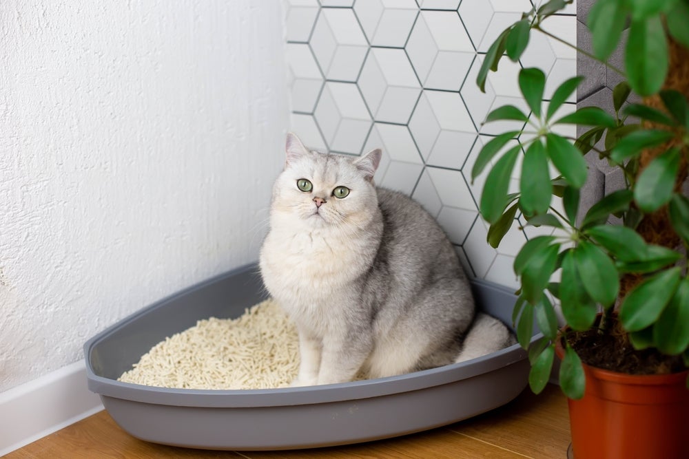 gato na caixa de areia de gato