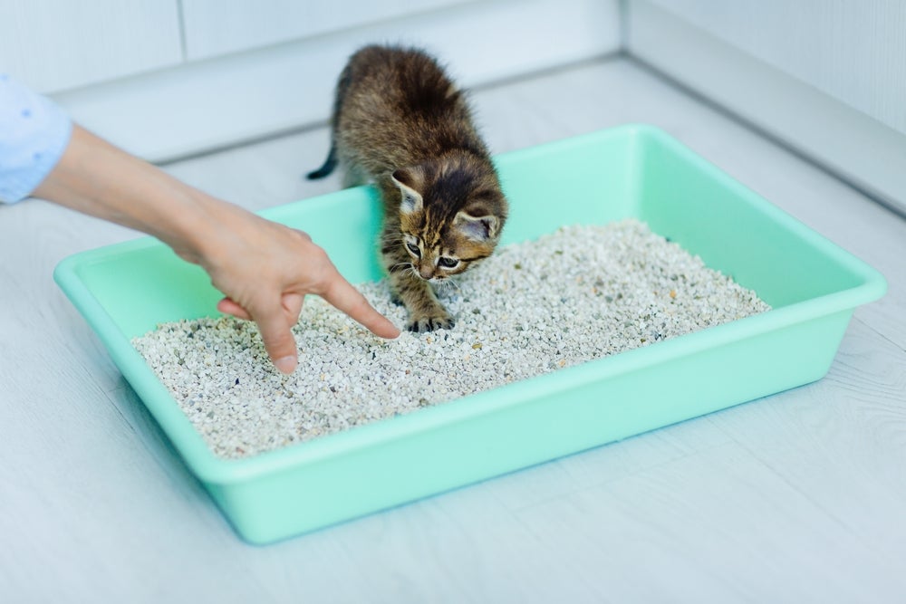 gato na caixa de areia para gatos