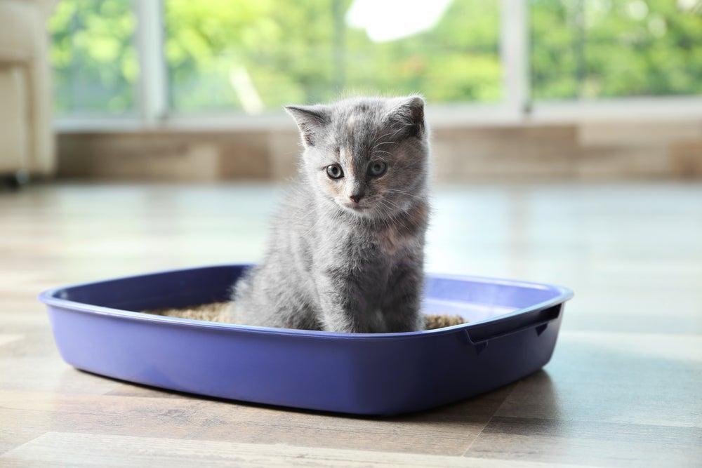 gato na caixa de areia para gatos aberta