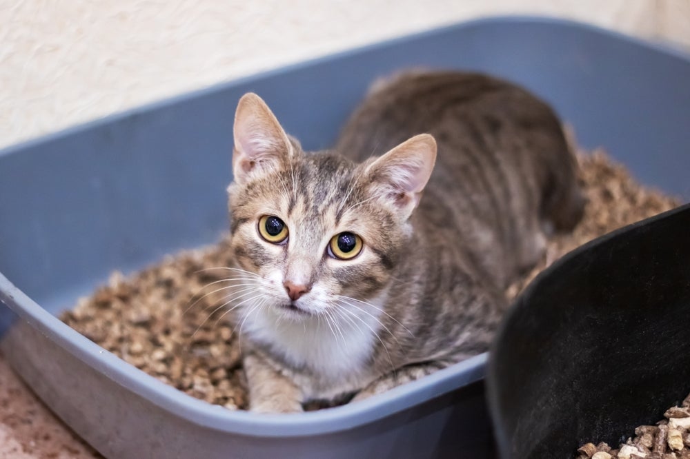 gato deitado na caixa de areia para gatos