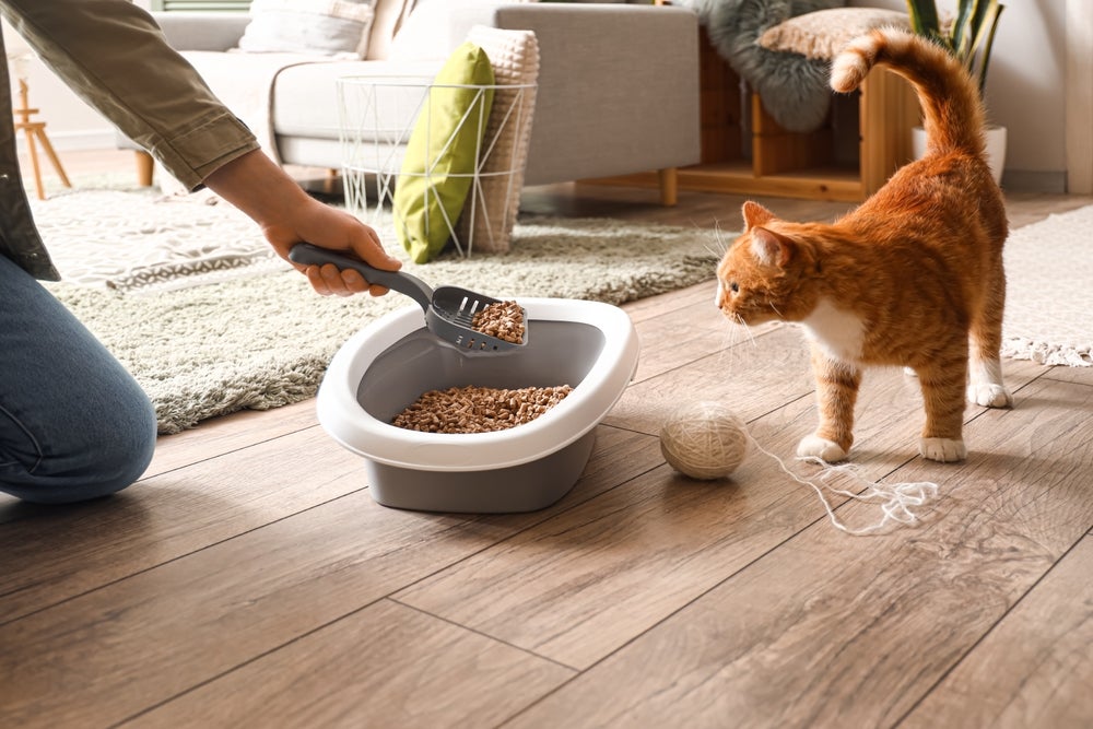 dono limpando caixa de areia para gatos