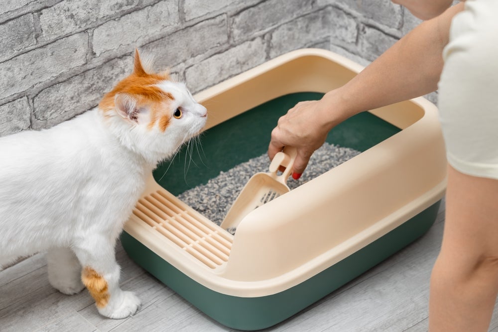 homem limpando caixa de areia para gatos aberta