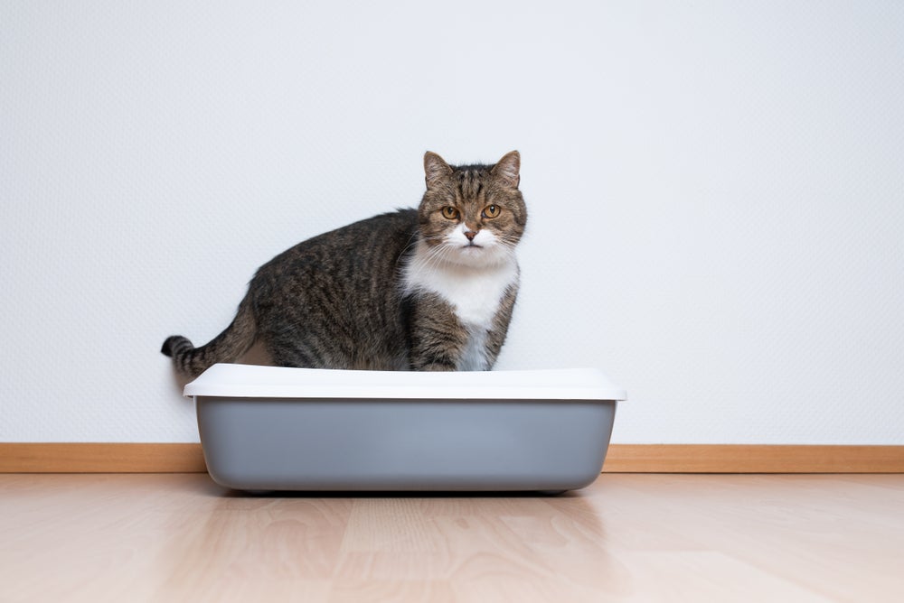 gato na caixa de areia para gatos