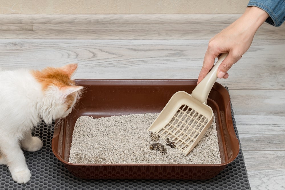 gato olhando para caixa de areia para gatos com cocô