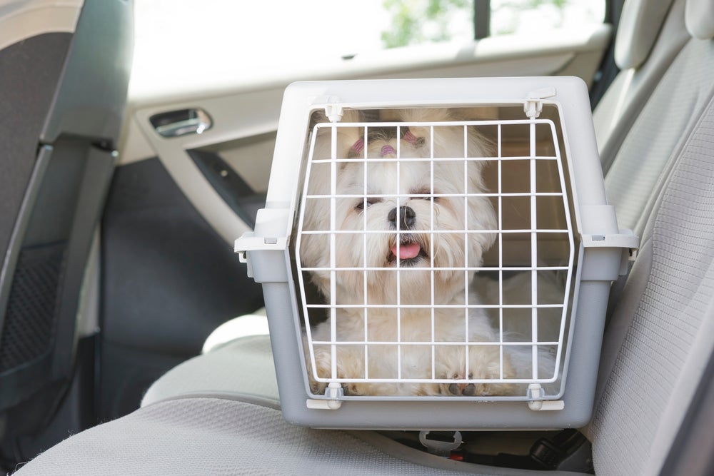 cachorro viajando em caixa de transporte para cachorro