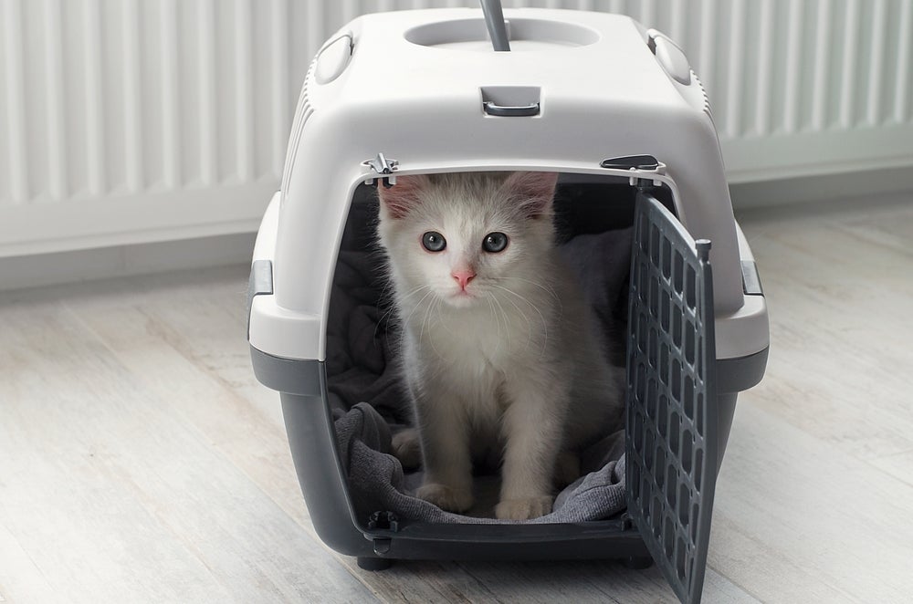 gato branco na caixa de transporte para gatos